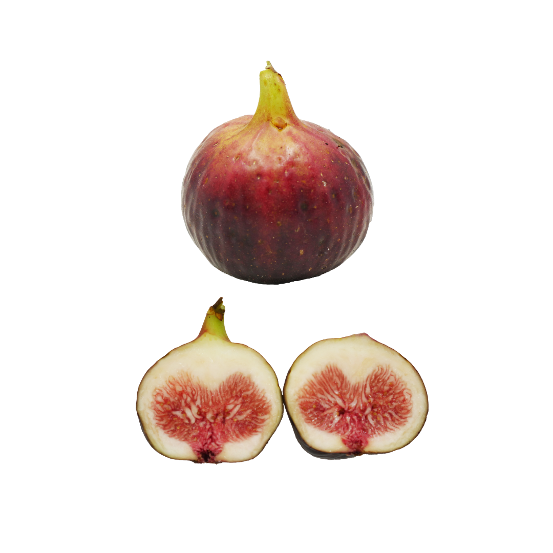 GE Neri Fig Tree from Lazy Dog Farm