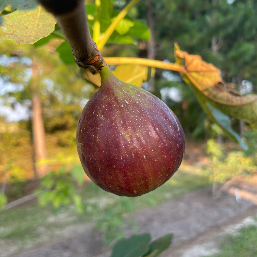 GE Neri Fig Tree from Lazy Dog Farm