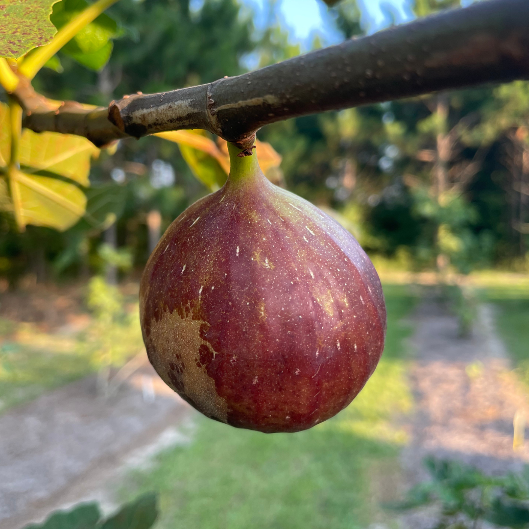 GE Neri Fig Tree from Lazy Dog Farm
