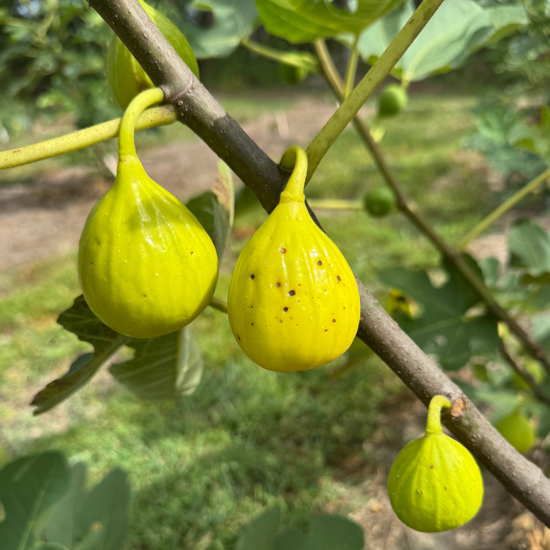 Golden Rainbow Fig Tree from Lazy Dog Farm