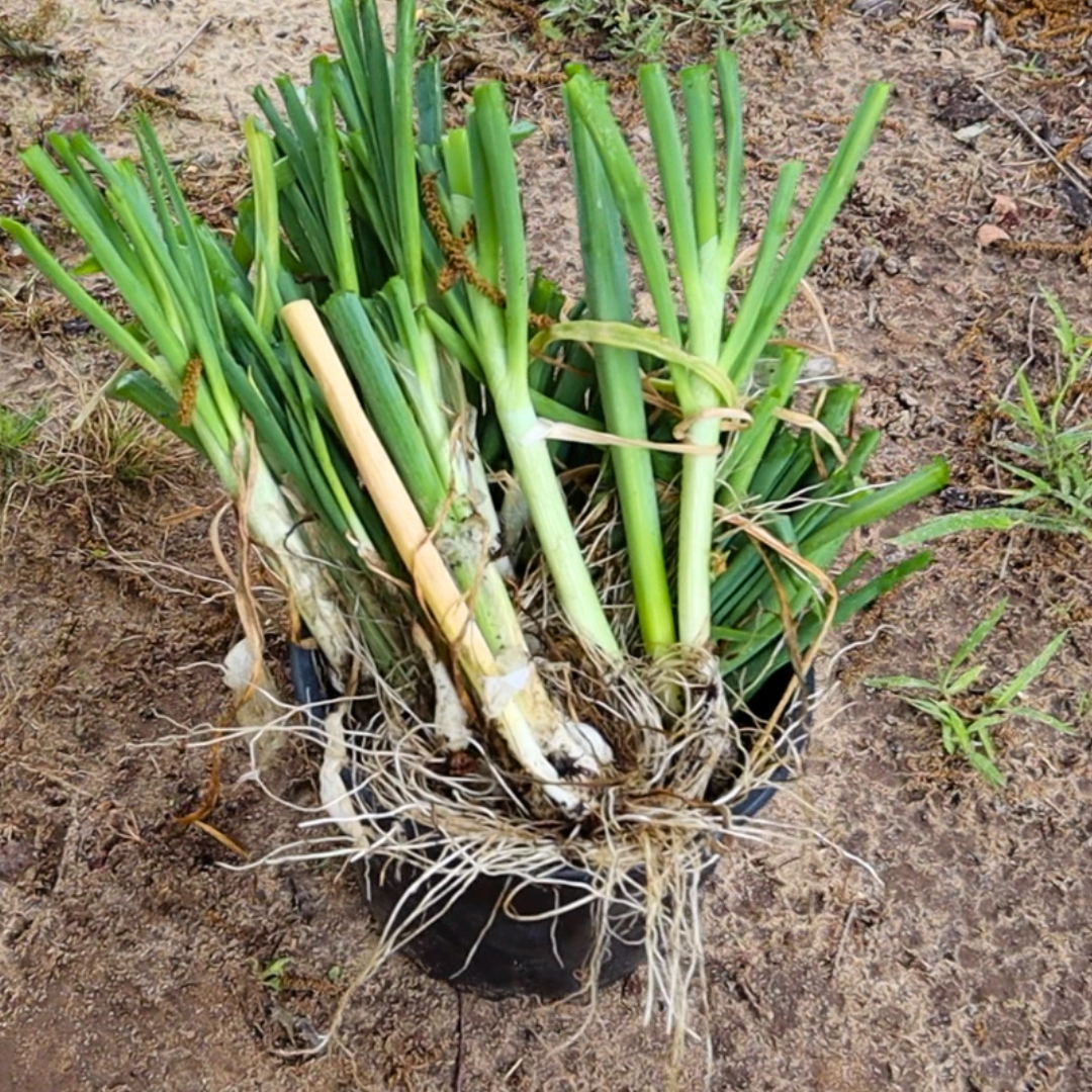 Harvested Louisiana Evergreen Shallots