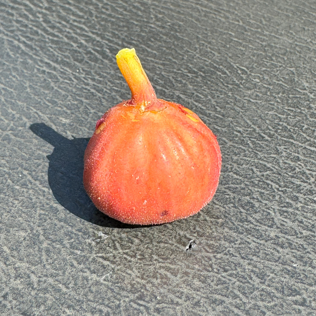 Hog Island Fig Tree from Lazy Dog Farm
