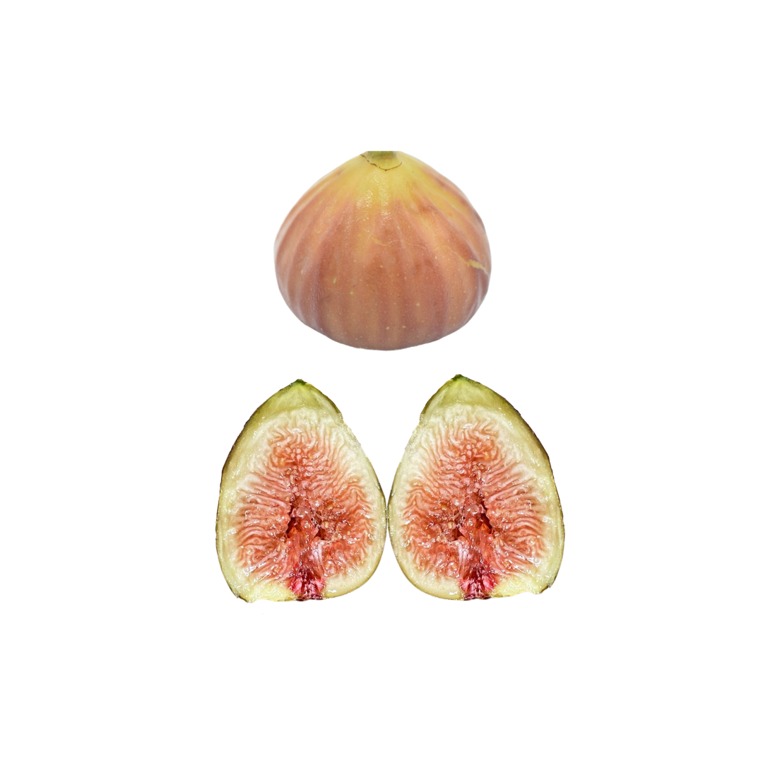 Hog Island Fig Tree from Lazy Dog Farm