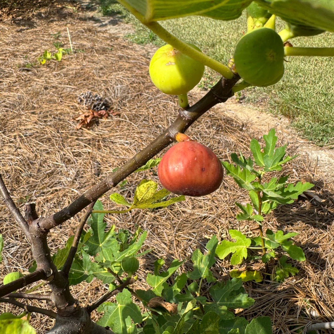 Hog Island Fig Tree from Lazy Dog Farm