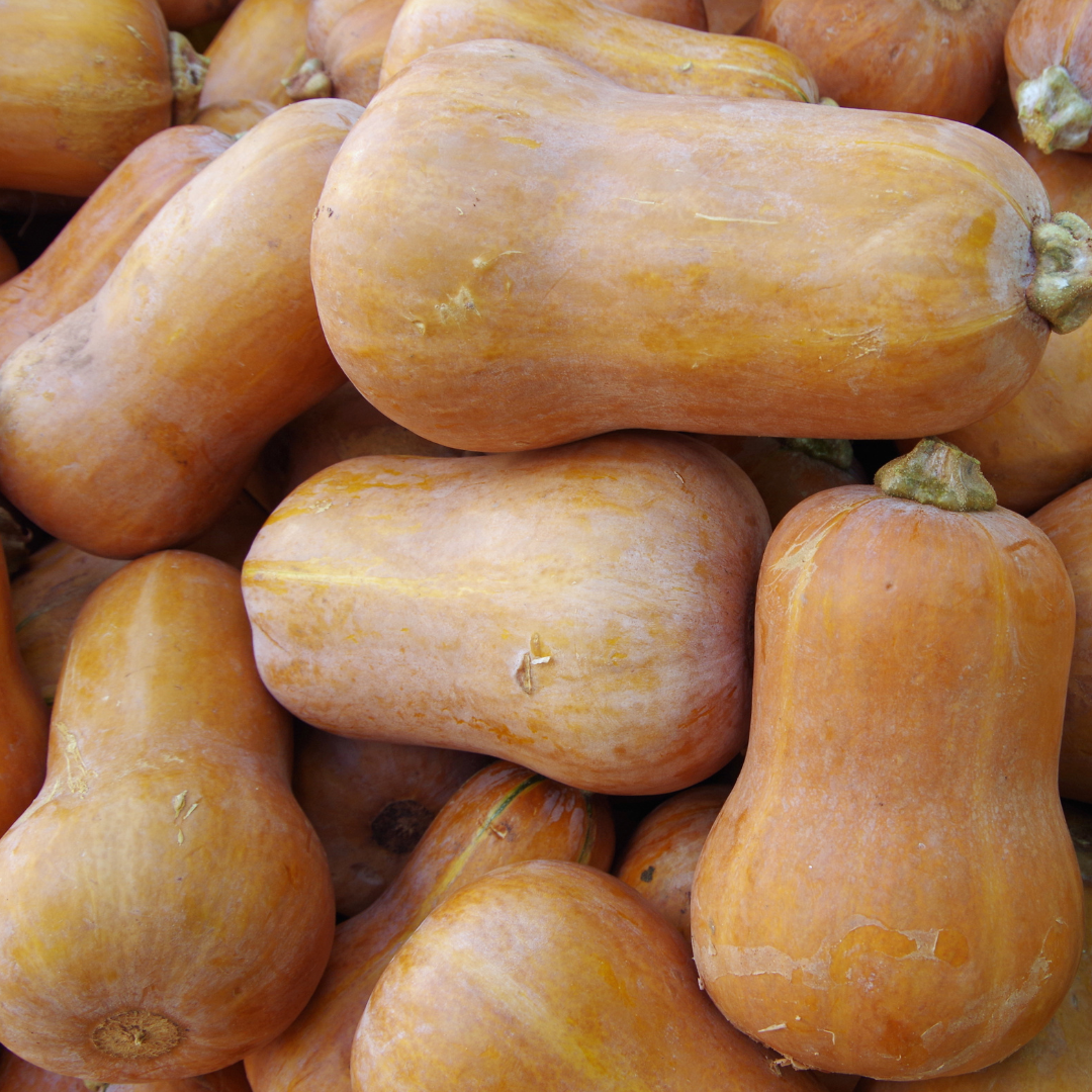 Honeynut Butternut Squash Seed from Lazy Dog Farm