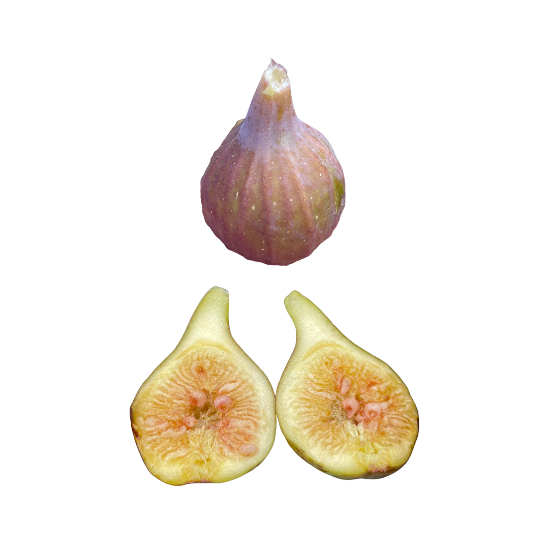 Improved Celeste Fig Tree from Lazy Dog Farm