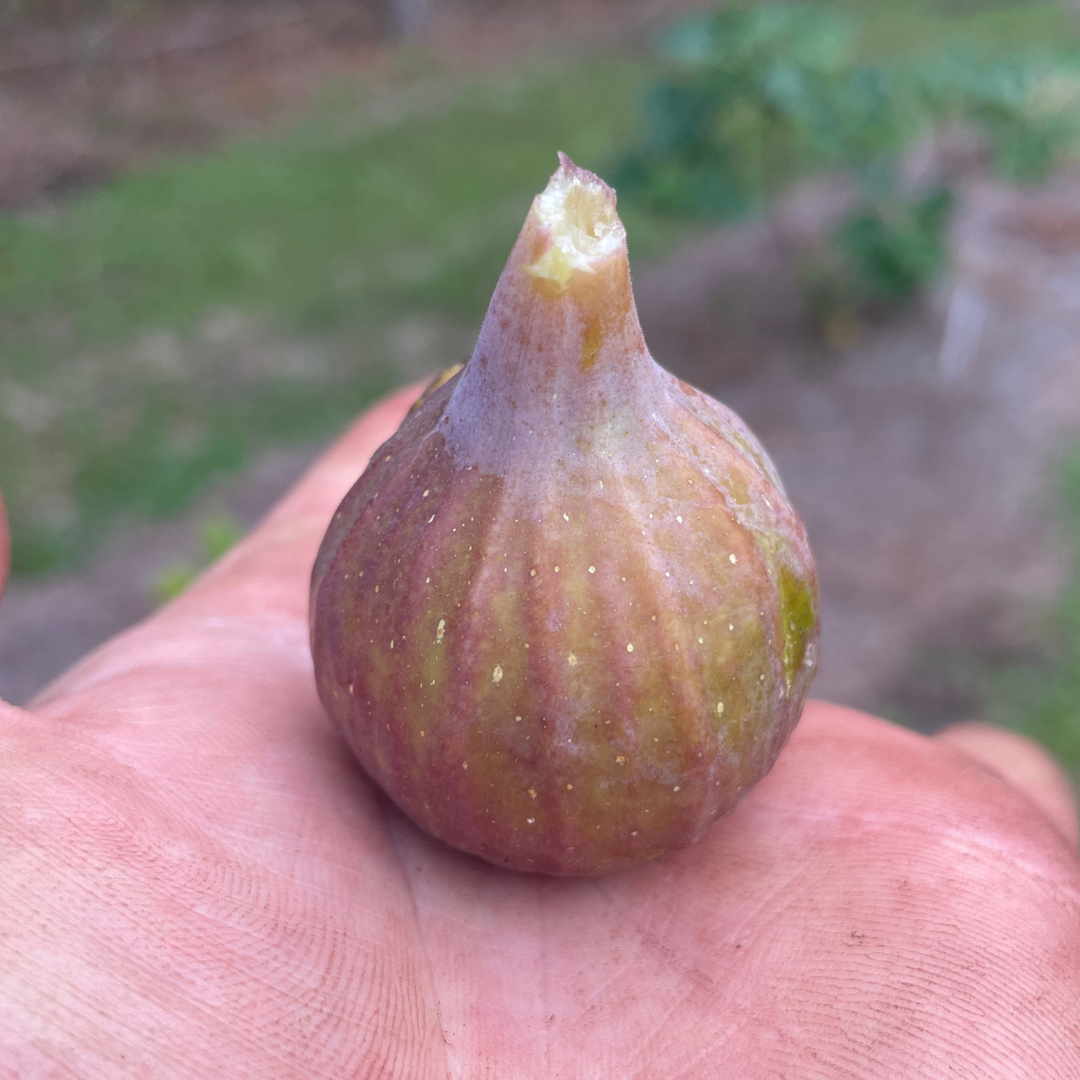 Improved Celeste Fig Tree from Lazy Dog Farm