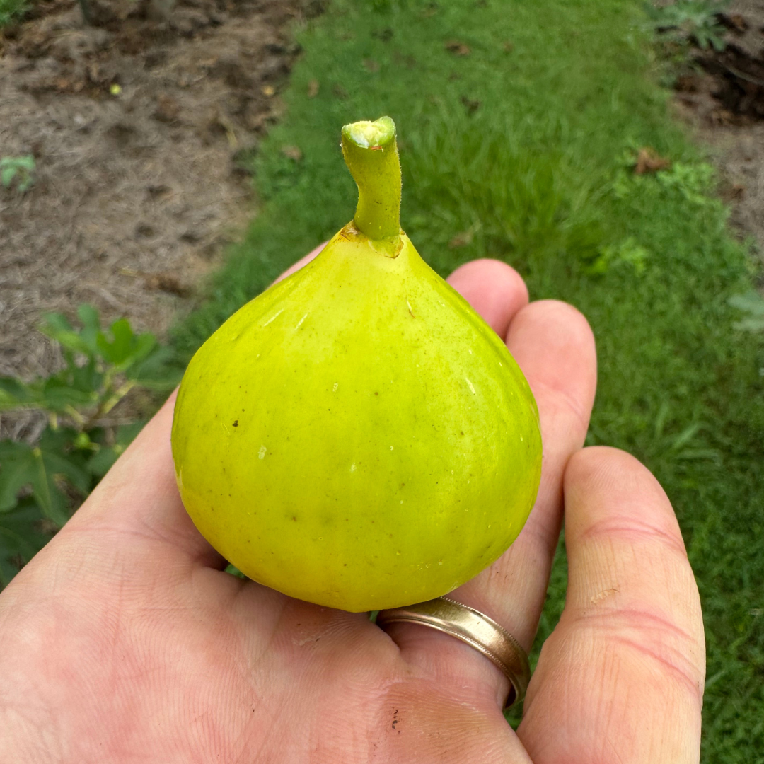Ischia Fig Tree from Lazy Dog Farm