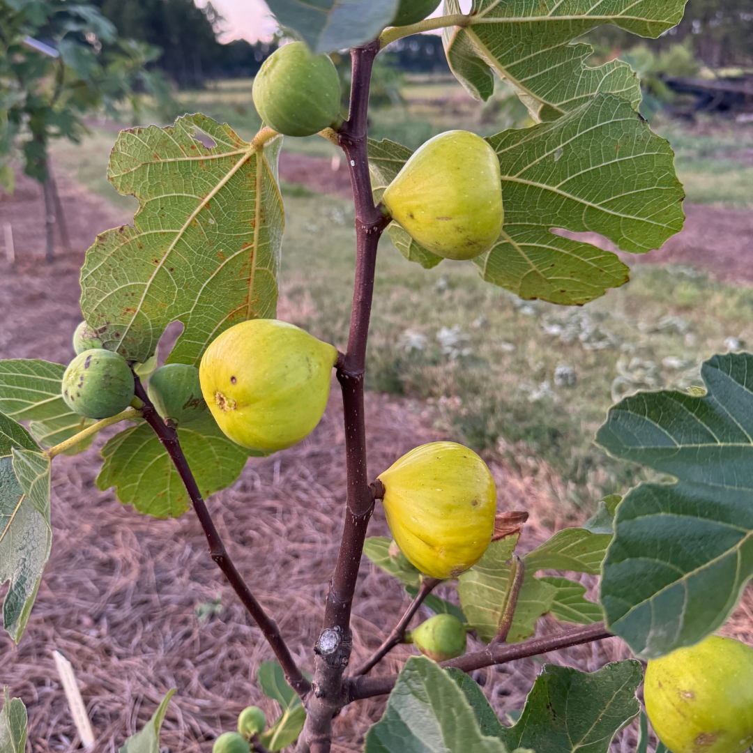 Ischia Fig Tree from Lazy Dog Farm