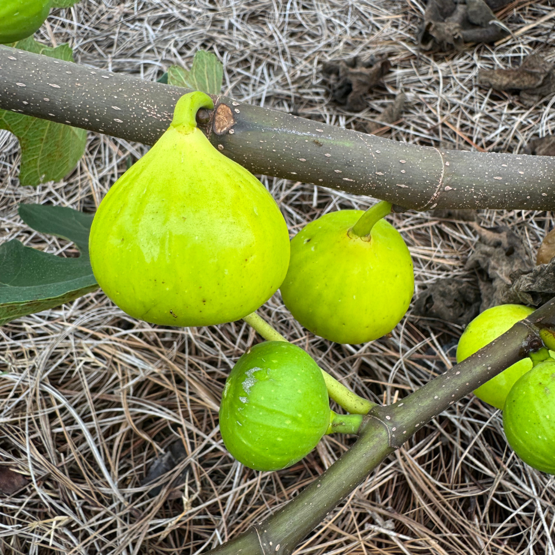 Ischia Fig Tree from Lazy Dog Farm