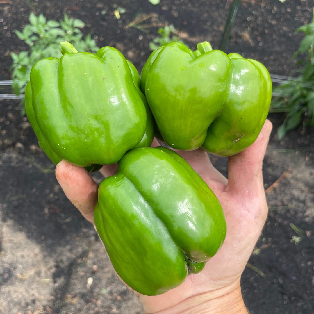 King Arthur Bell Pepper Seed | Lazy Dog Farm