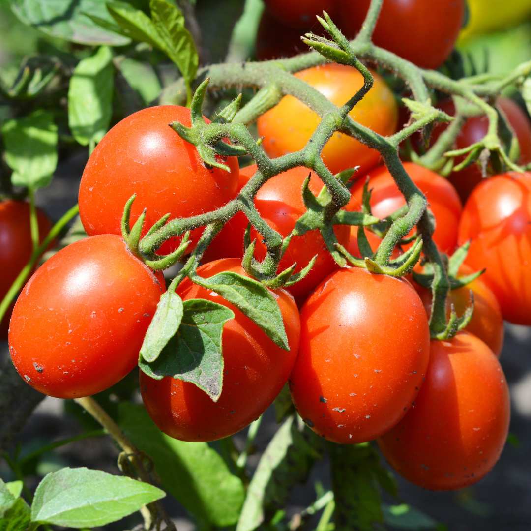 Laredo Tomato Seed | Super-Productive Roma Tomato | Lazy Dog Farm