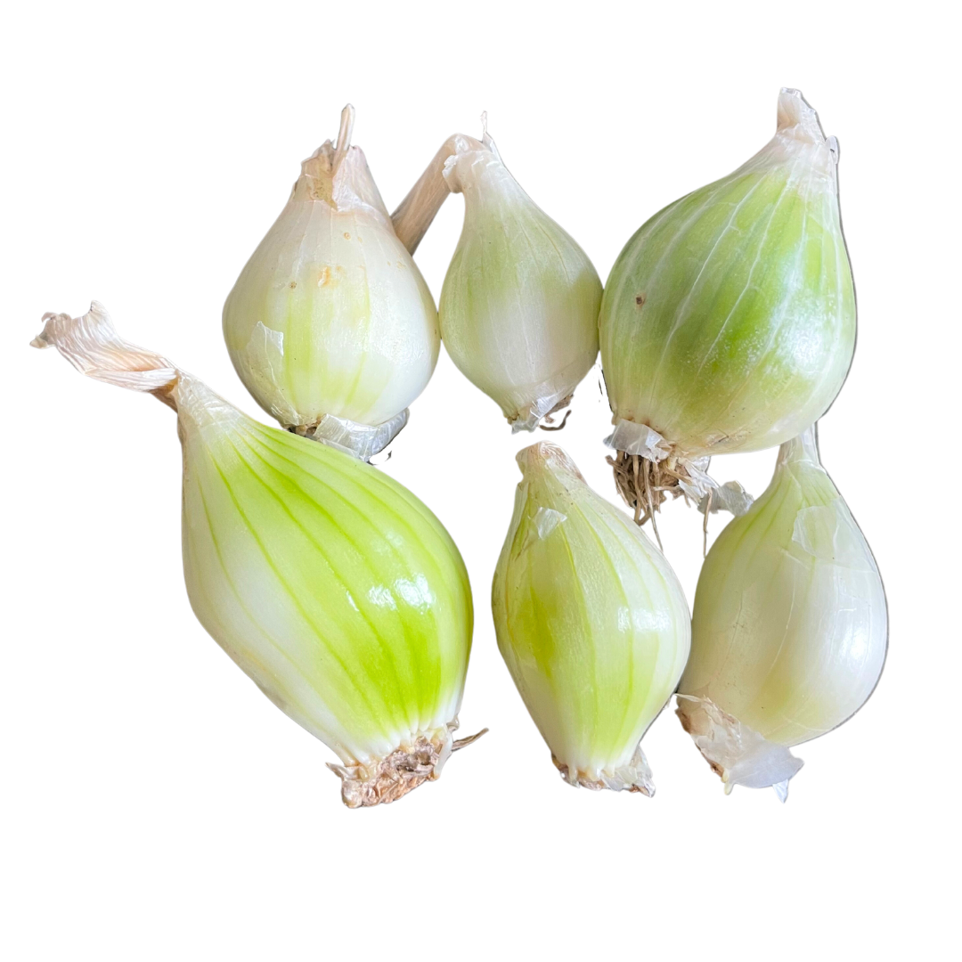 Louisiana Evergreen Shallots