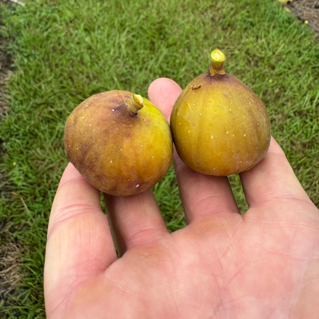 LSU DC-2 Fig Tree from Lazy Dog Farm