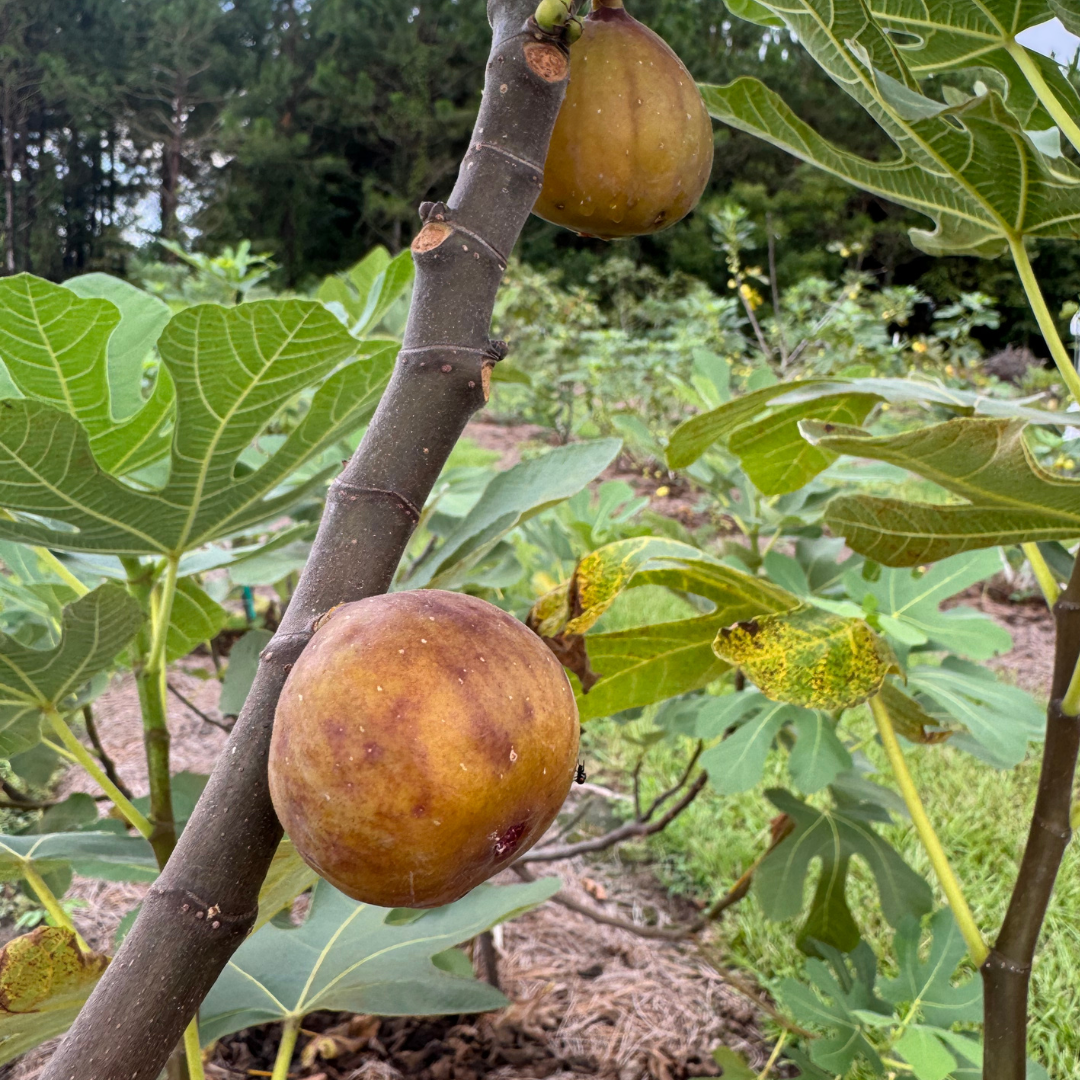 LSU DC-2 Fig Tree from Lazy Dog Farm