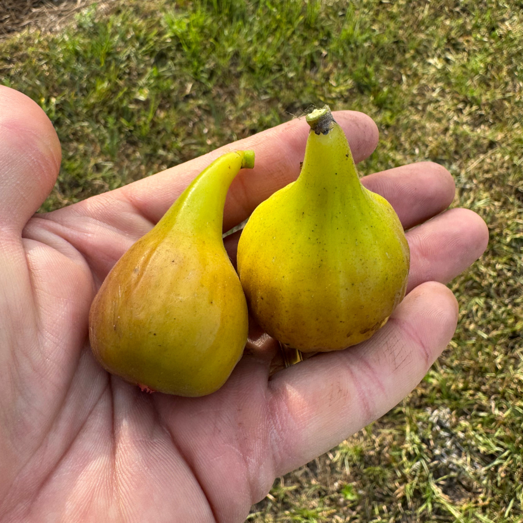 LSU DC-2 Fig Tree from Lazy Dog Farm