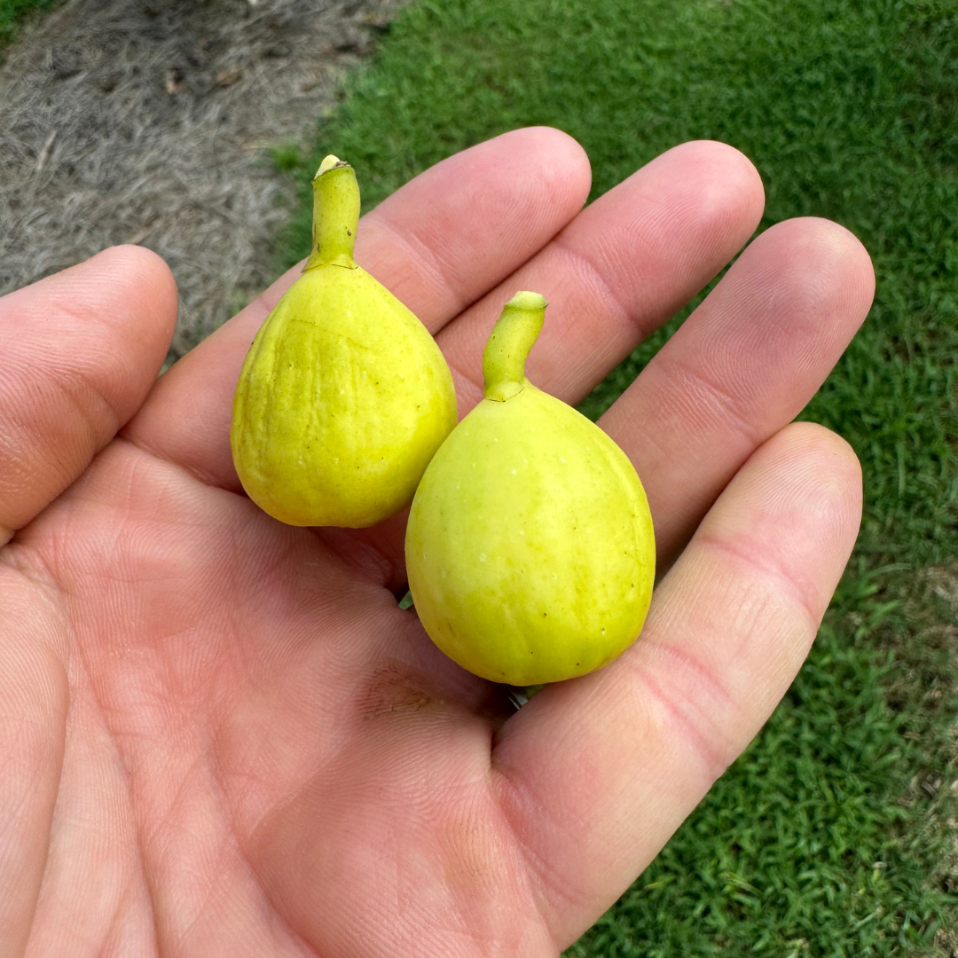 LSU Everbearing Fig Tree from Lazy Dog Farm