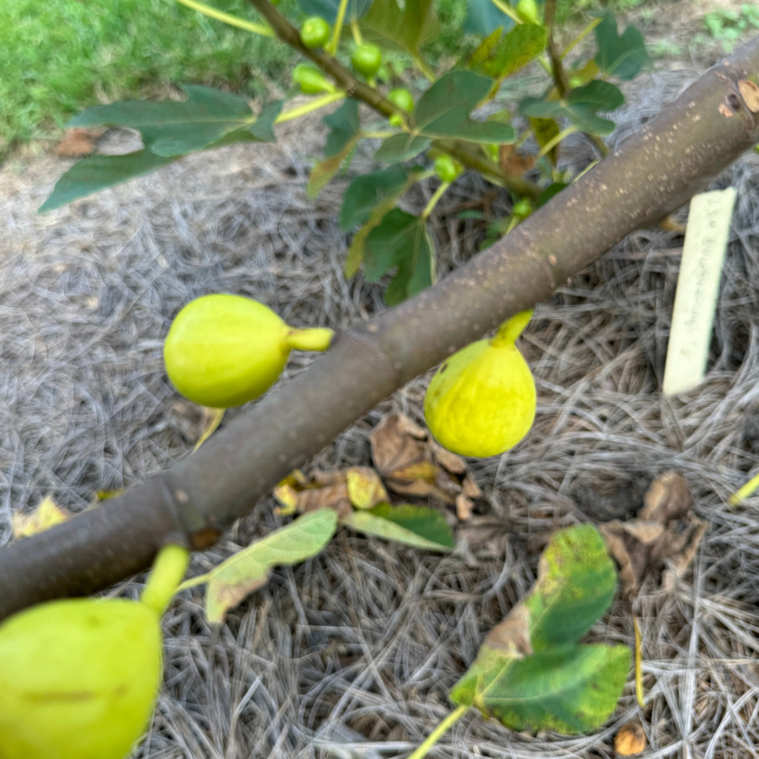 LSU Everbearing Fig Tree from Lazy Dog Farm