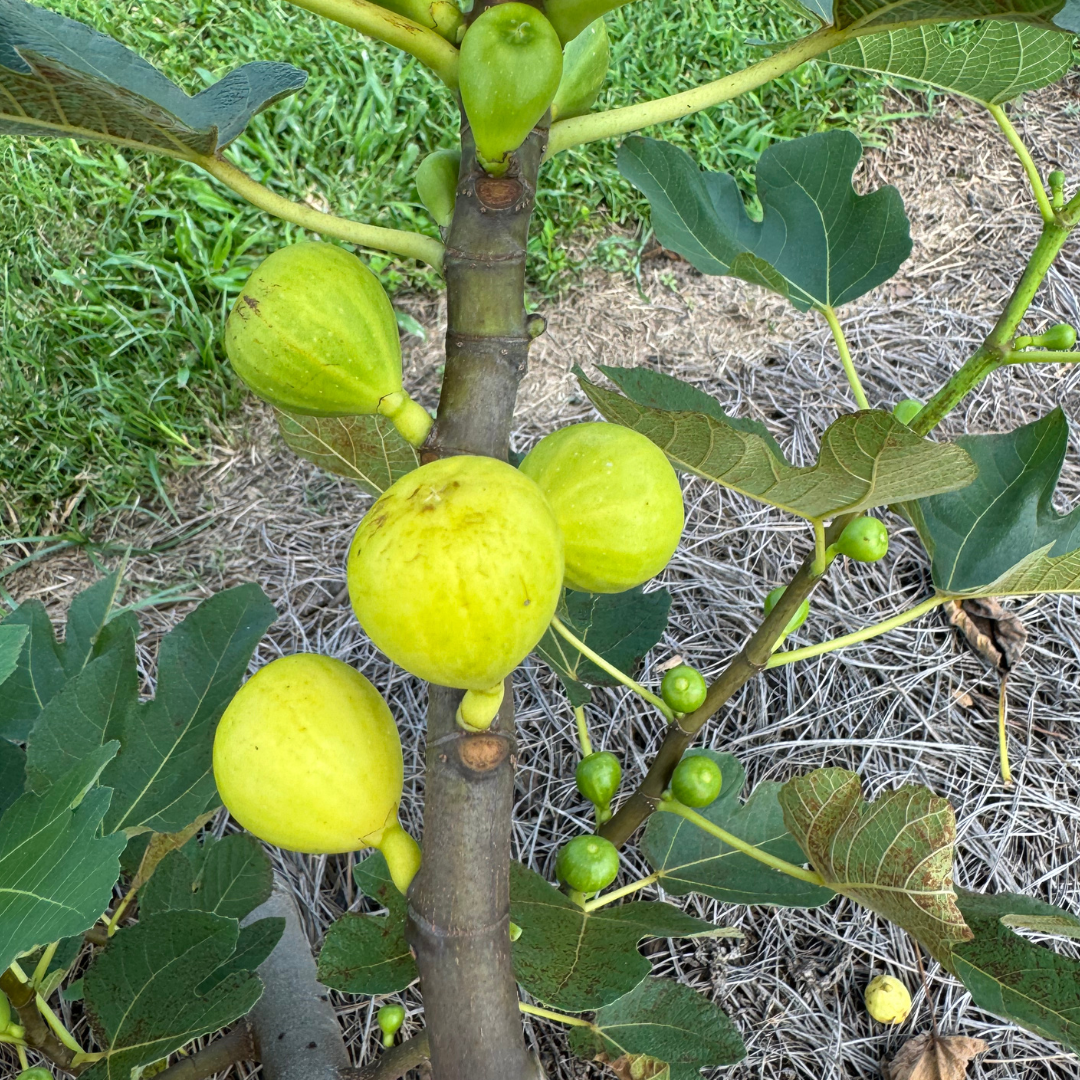 LSU Everbearing Fig Tree from Lazy Dog Farm
