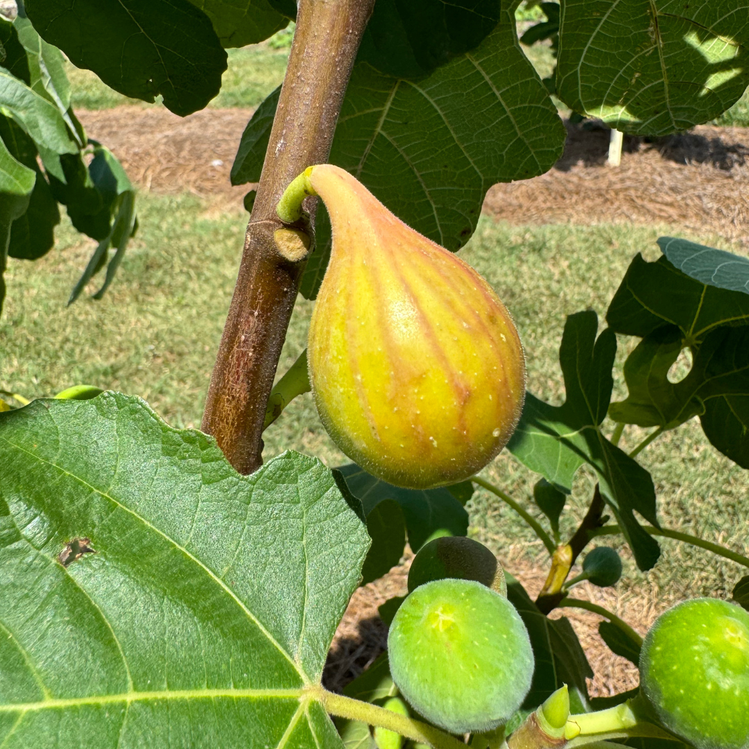 LSU O'Rourke Fig Tree from Lazy Dog Farm