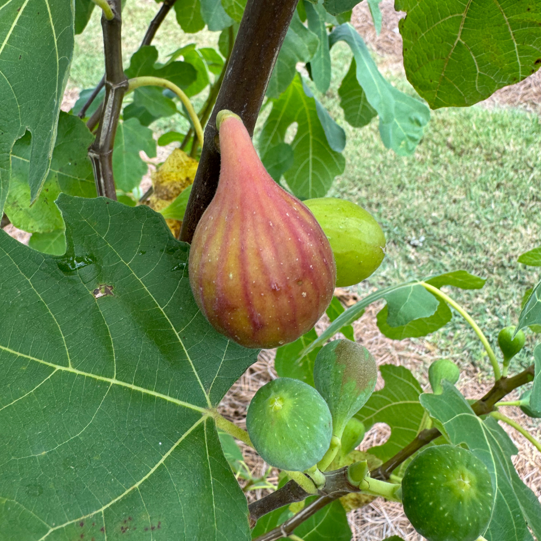 LSU O'Rourke Fig Tree from Lazy Dog Farm