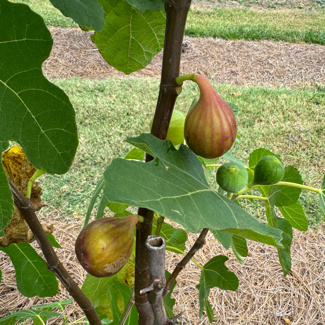 LSU O'Rourke Fig Tree from Lazy Dog Farm