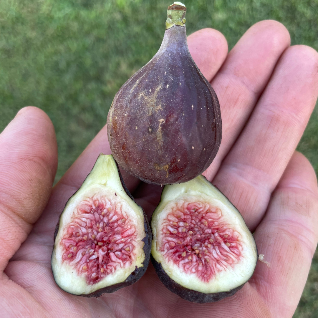 LSU Purple Fig Trees from Lazy Dog Farm