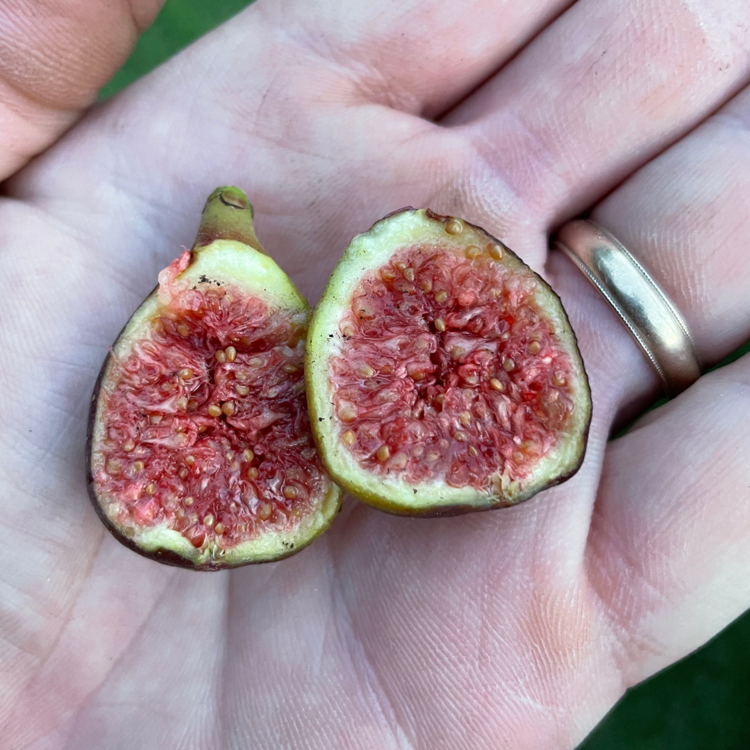 LSU Scott's Black Fig Tree from Lazy Dog Farm