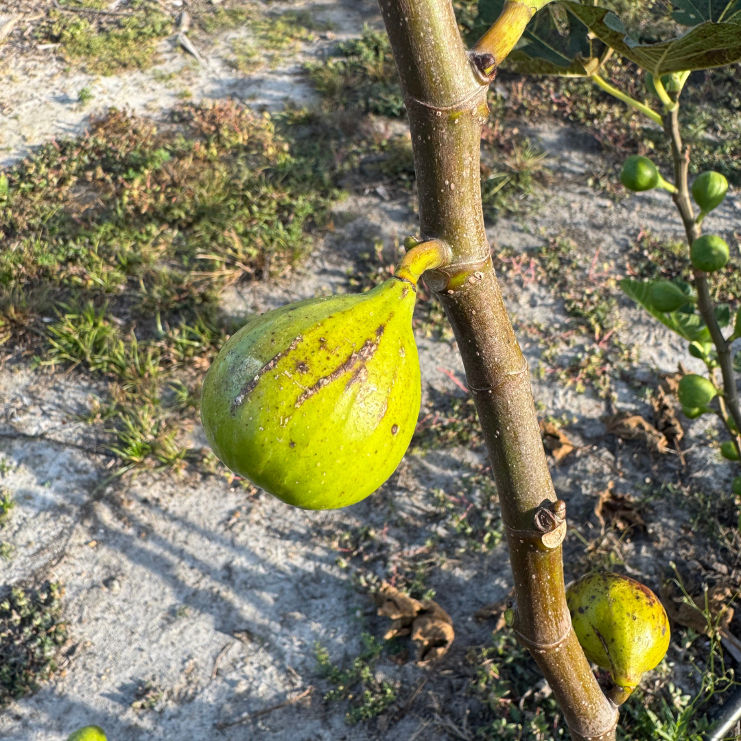 LSU Strawberry Fig from Lazy Dog Farm