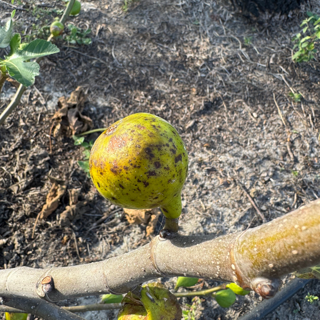 LSU Strawberry Fig from Lazy Dog Farm