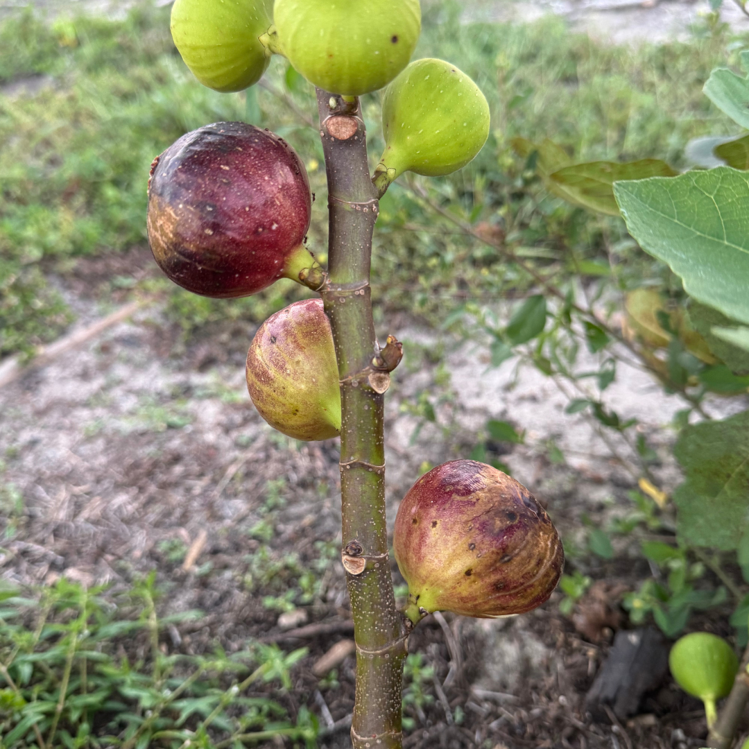 LSU Thibodaux Fig Tree from Lazy Dog Farm