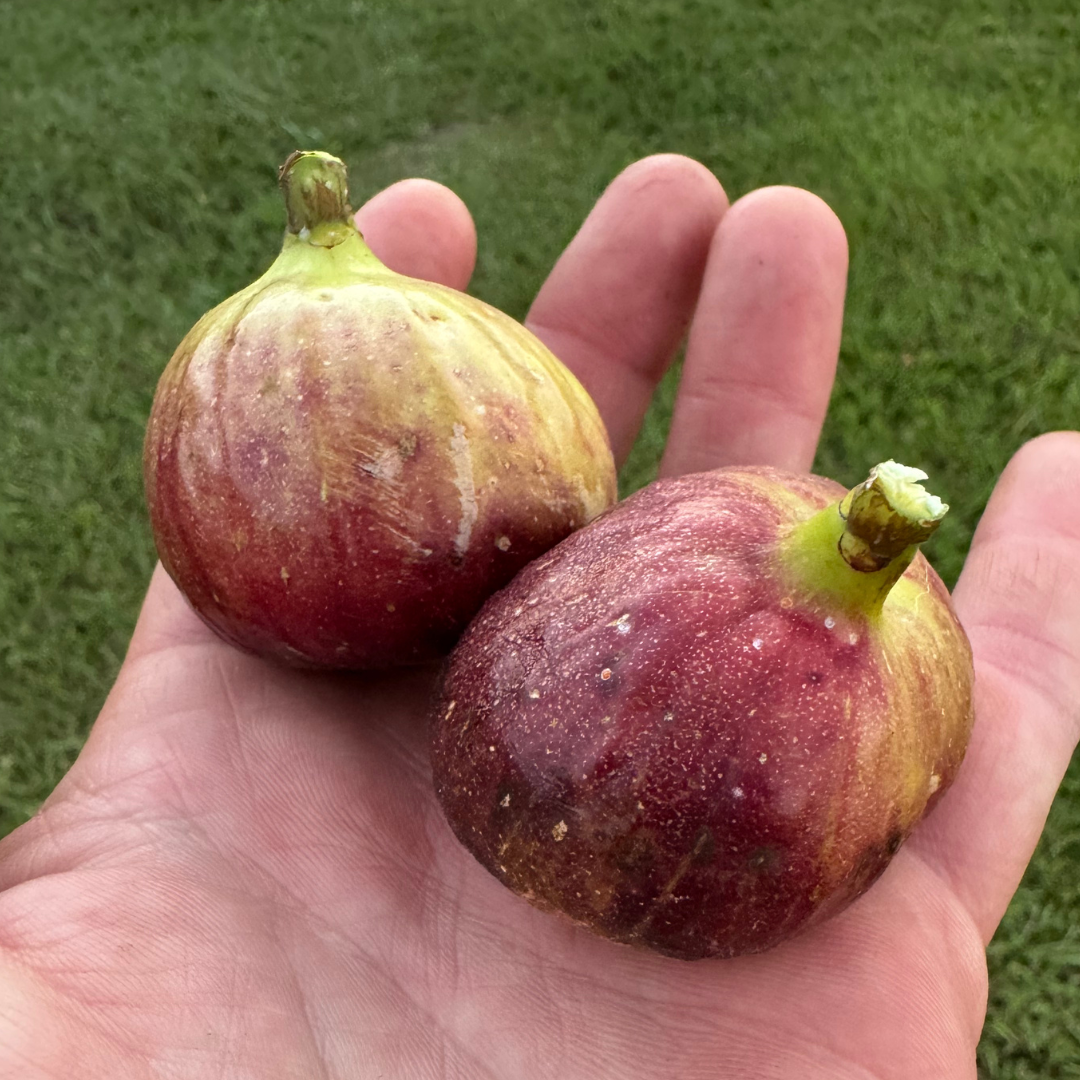 LSU Thibodaux Fig Tree from Lazy Dog Farm