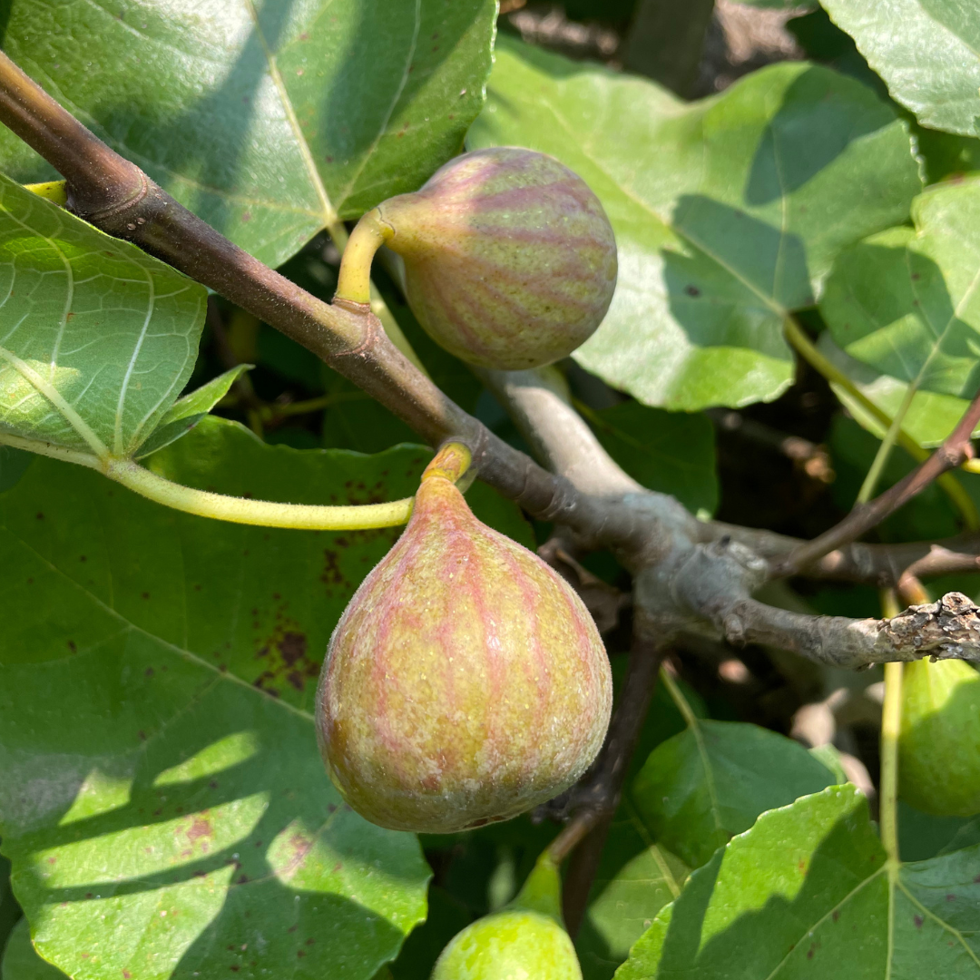 LSU Tiger Fig Trees from Lazy Dog Farm