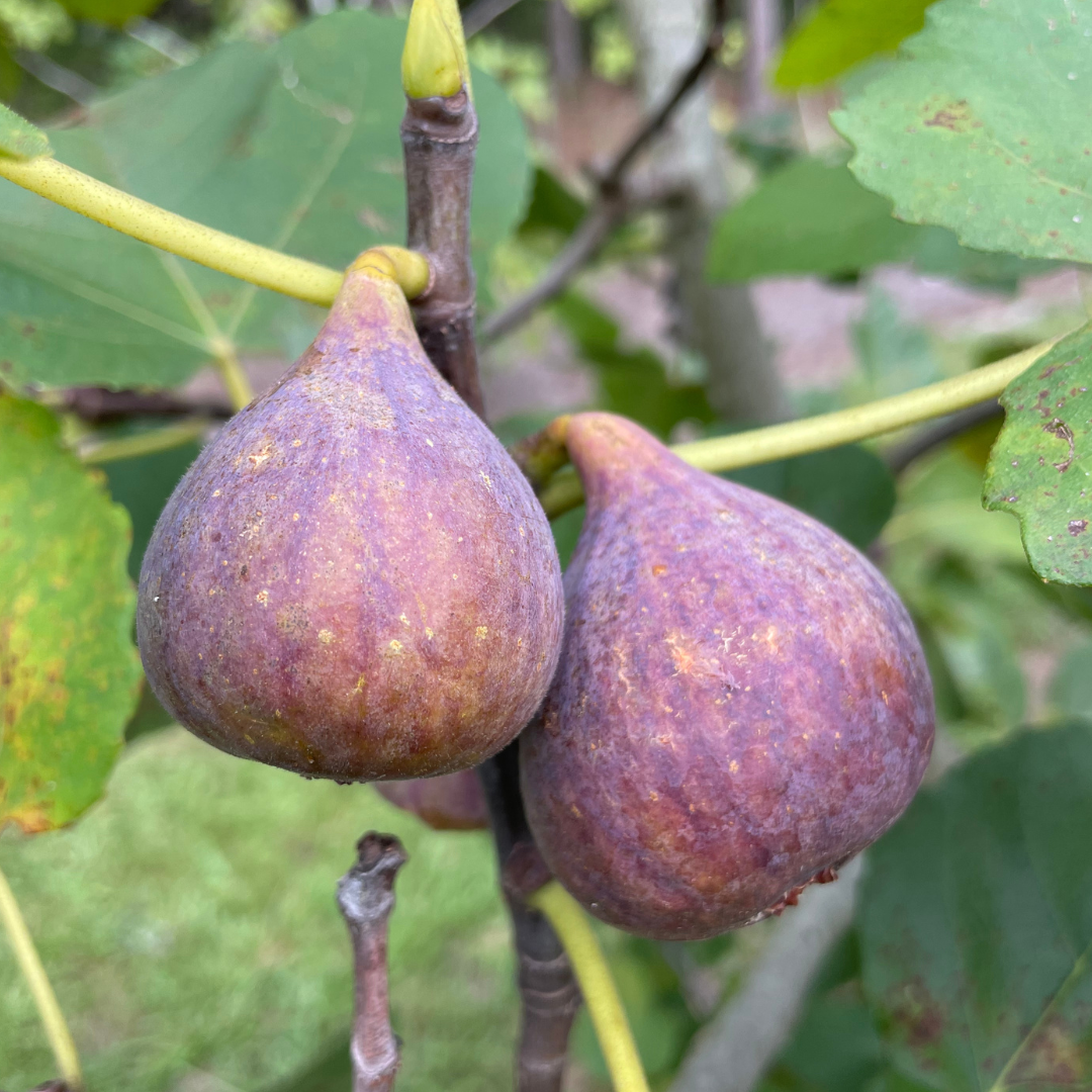 LSU Tiger Fig Trees from Lazy Dog Farm