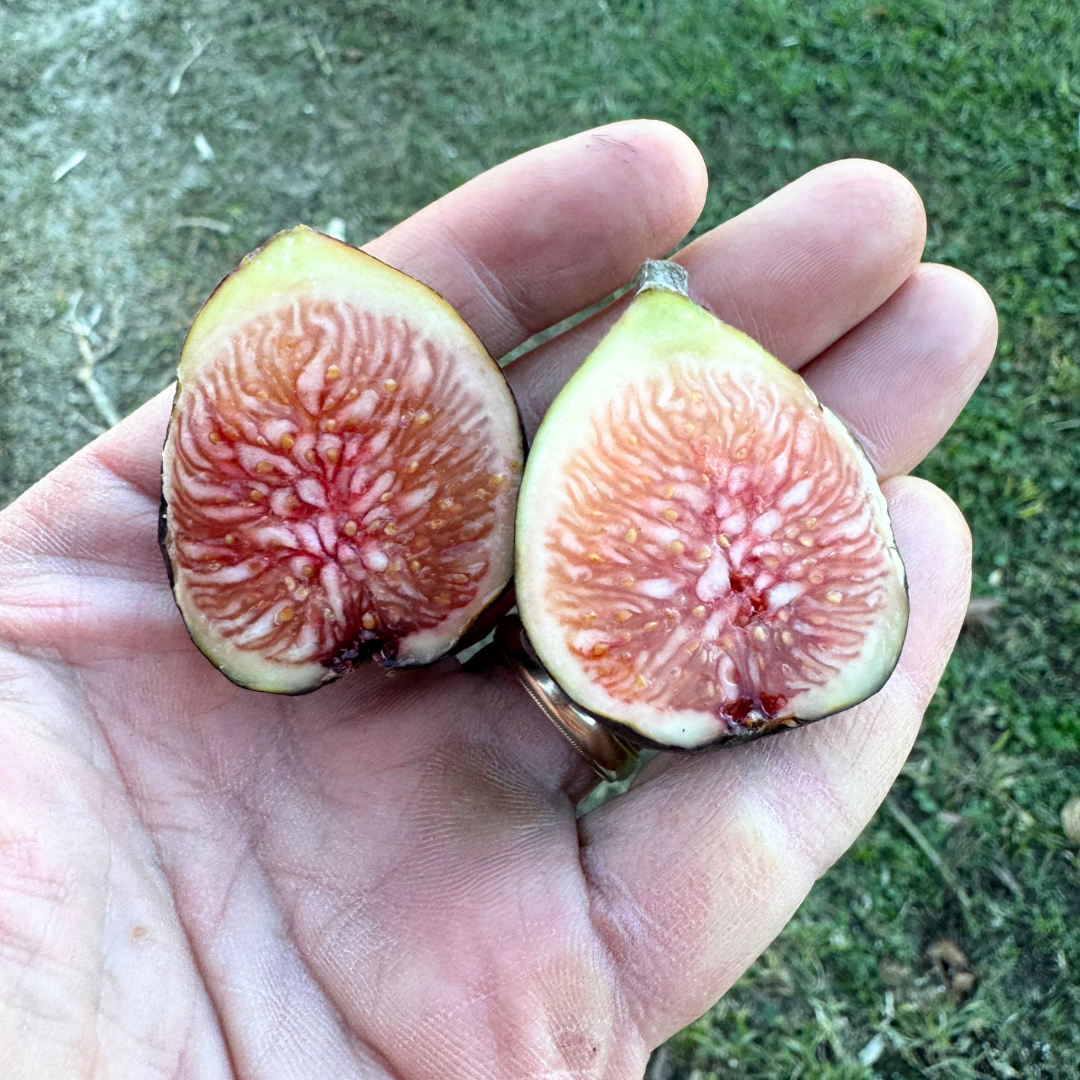Maltese Falcon Fig Tree from Lazy Dog Farm