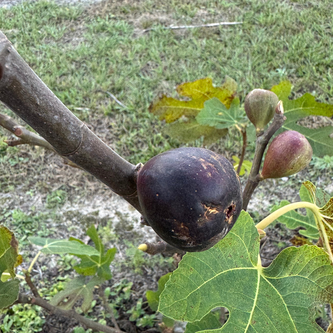 Maltese Falcon Fig Tree from Lazy Dog Farm