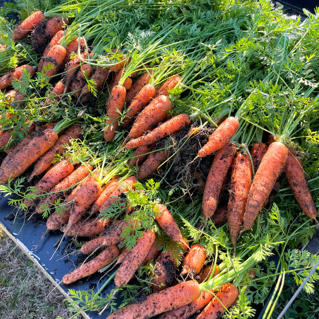 Miami Carrot Seeds from Lazy Dog Farm