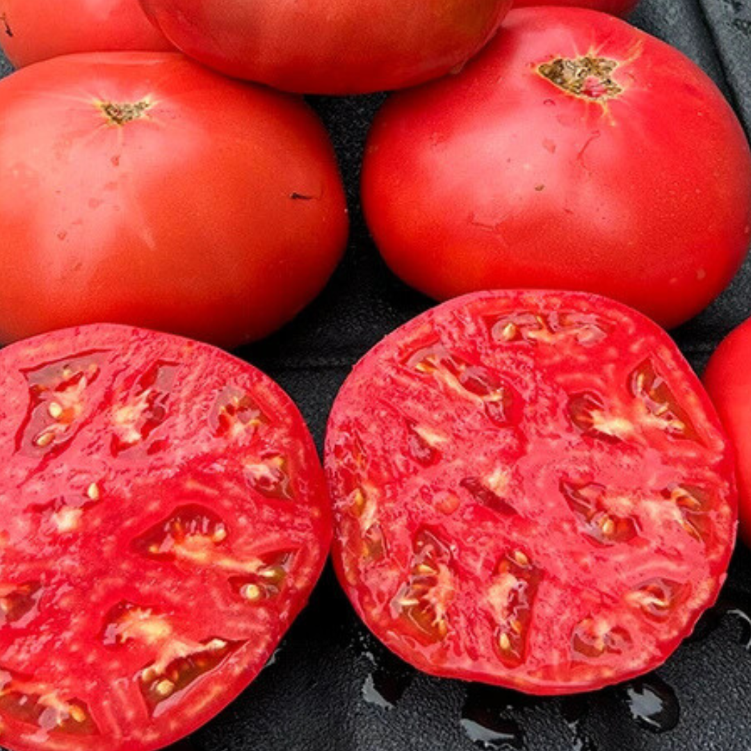 Mountain Girl Tomato Seed from Lazy Dog Farm