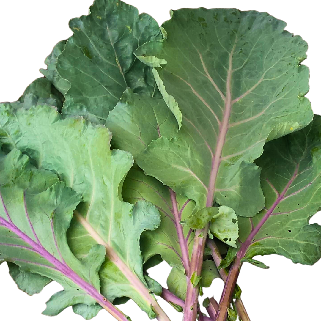 Old Timey Blue Collard Seed