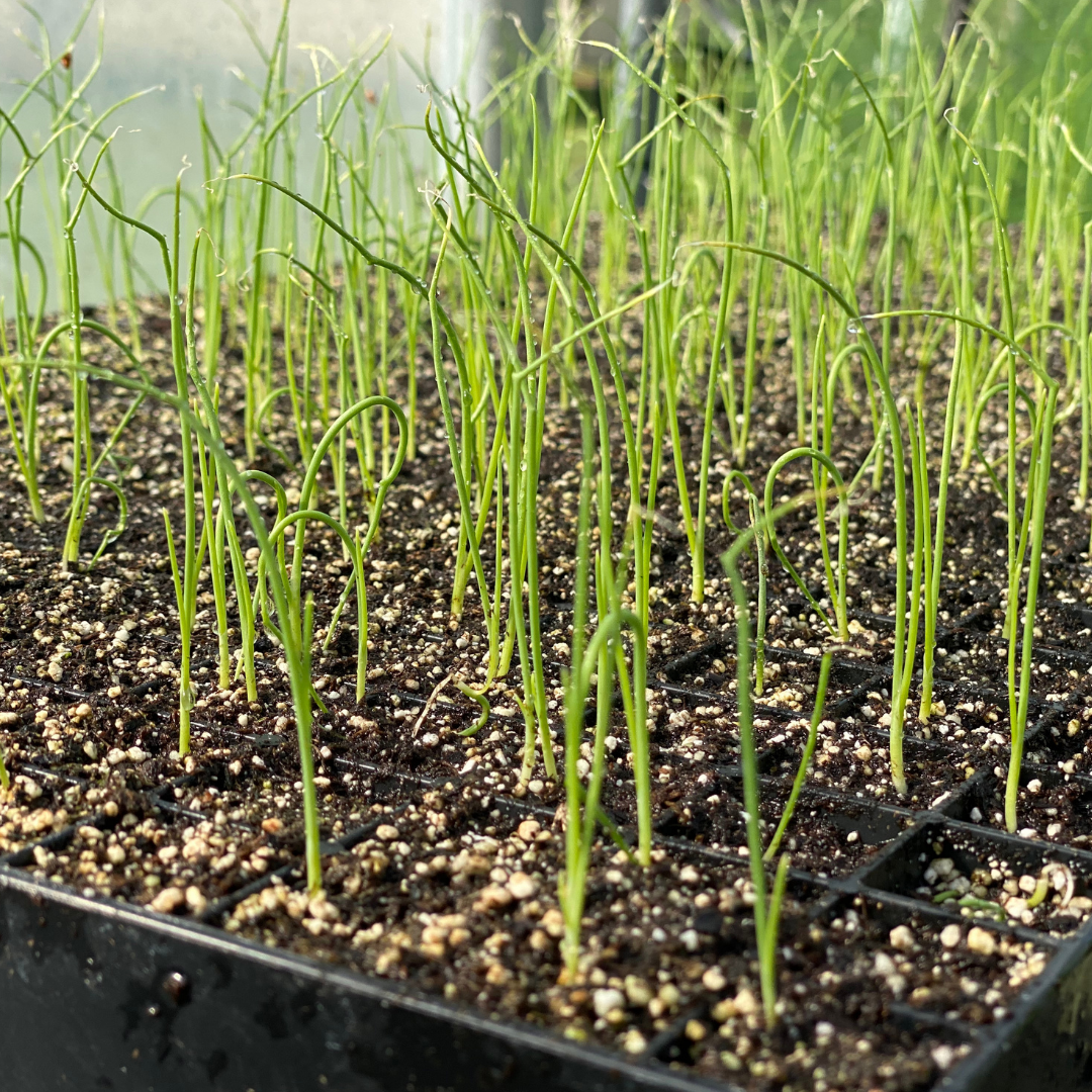 Onion Seedlings Growing in Seed Starting Trays