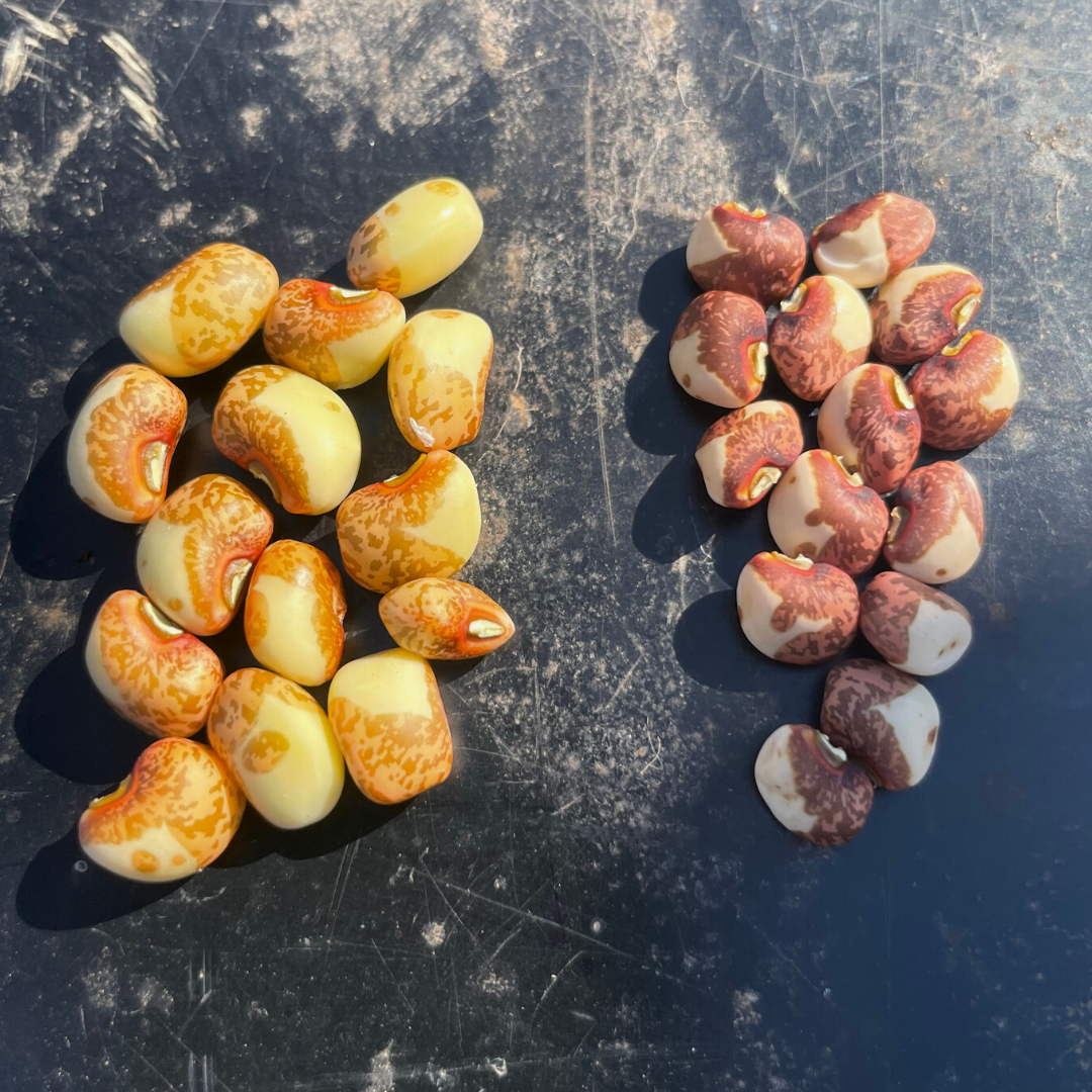 Ozark Razorback Cowpea Seed | Lazy Dog Farm