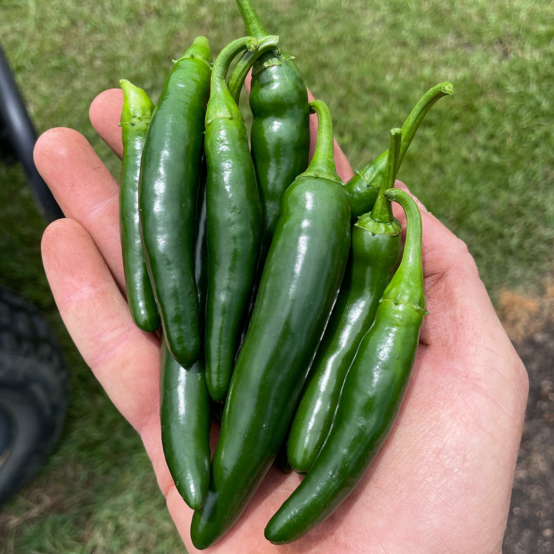 serrano pepper seeds to plant Pathfinder Serrano Pepper Seed