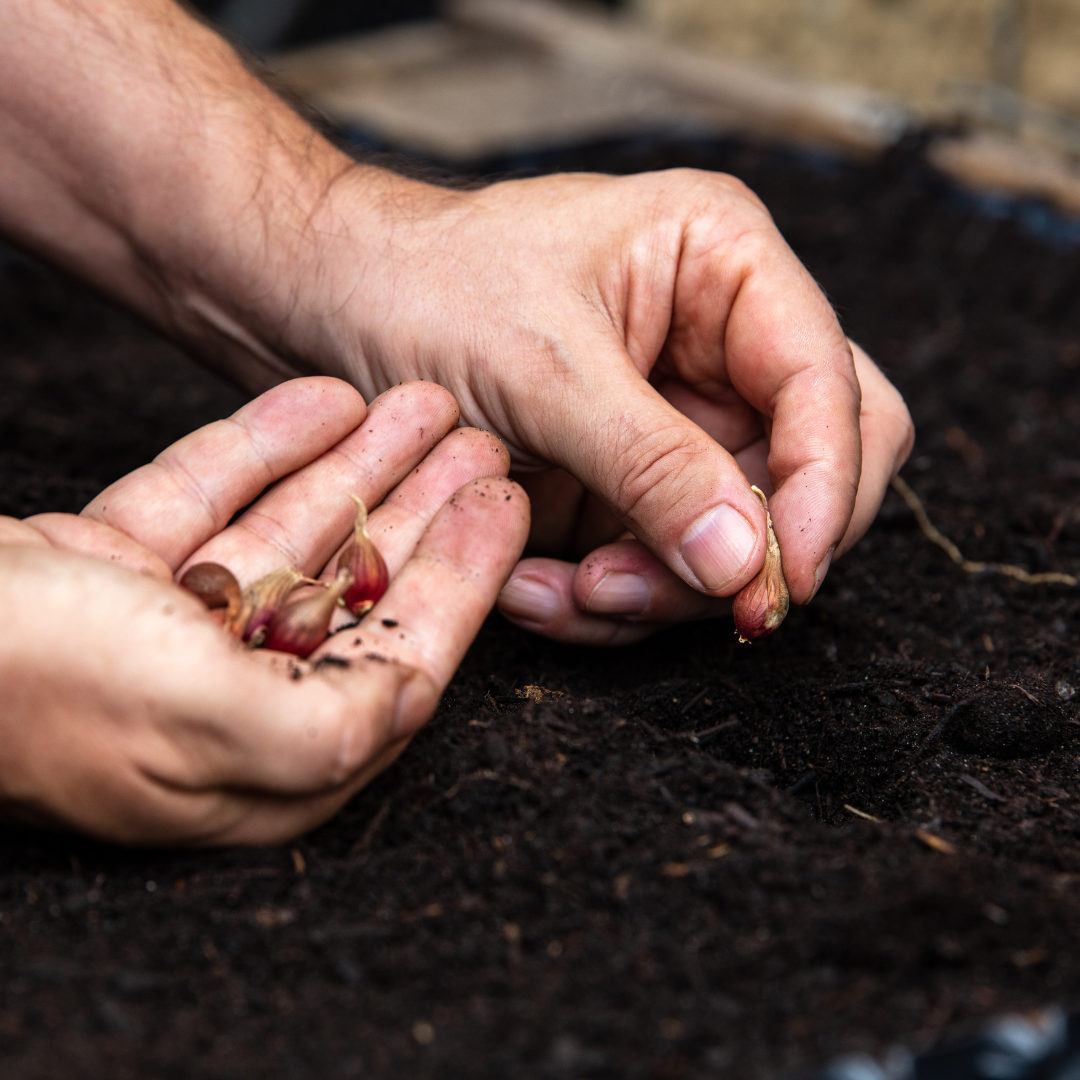 Planting Egyptian Walking Onions