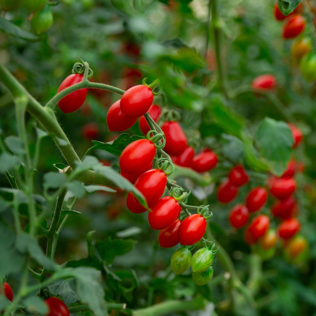 Red Coral Tomato Seed from Lazy Dog Farm