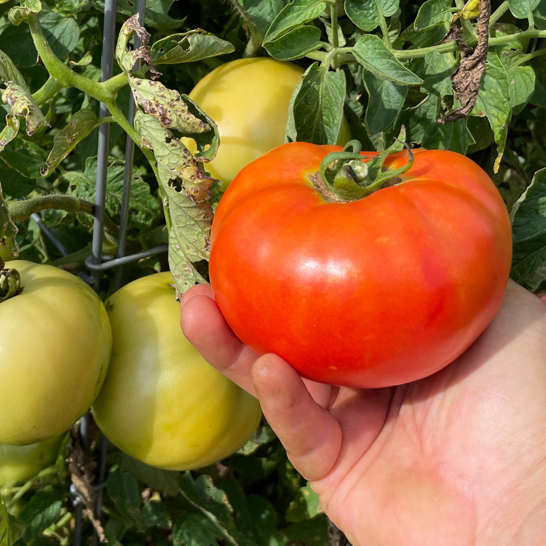 plant tomato seed Roadster Tomato Seed | Hybrid, Determinate Tomato