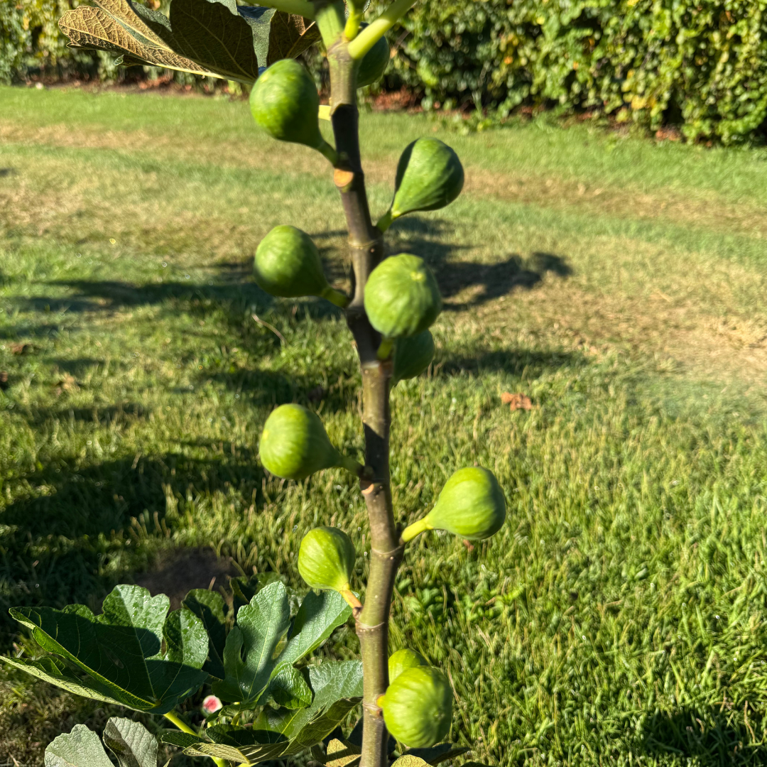 Rockaway Green Fig Tree from Lazy Dog Farm