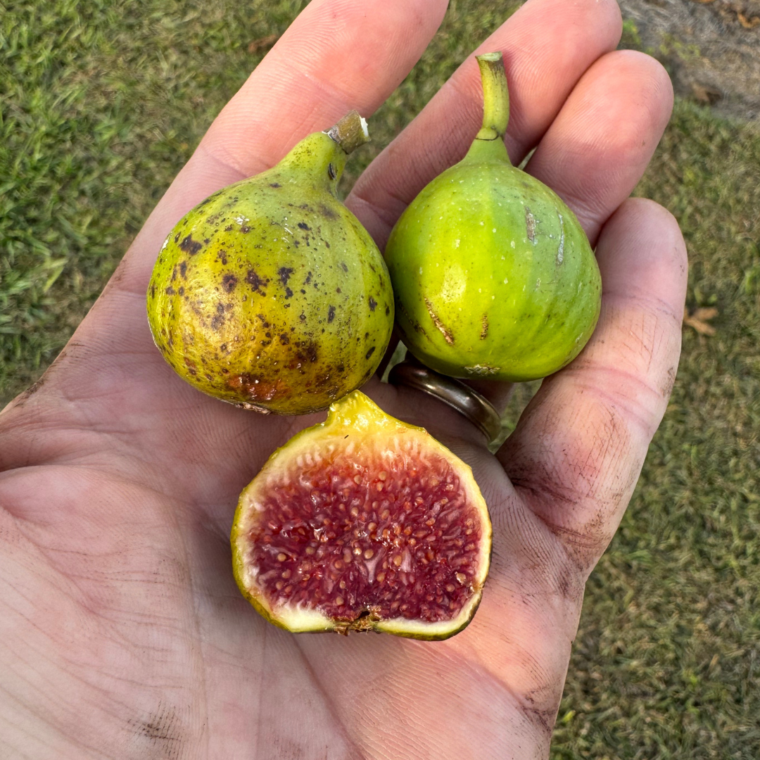 Rockaway Green Fig Tree from Lazy Dog Farm