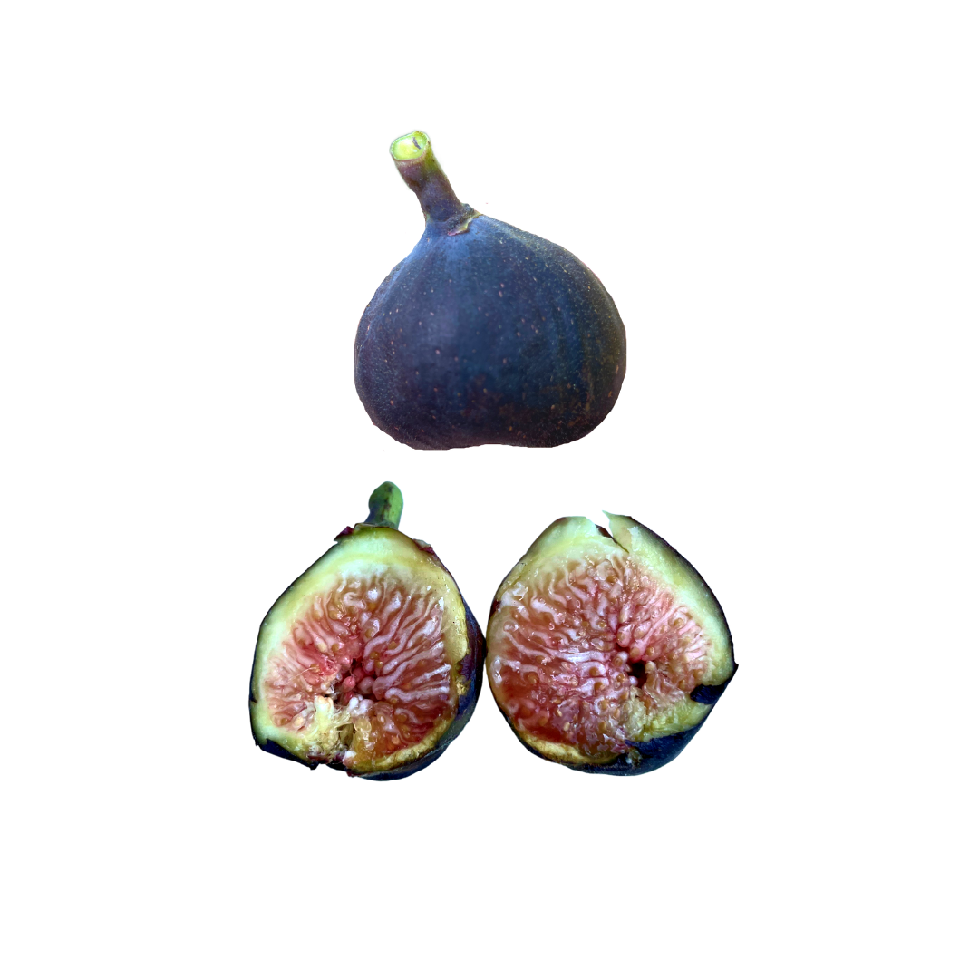 Salem Dark Fig Tree