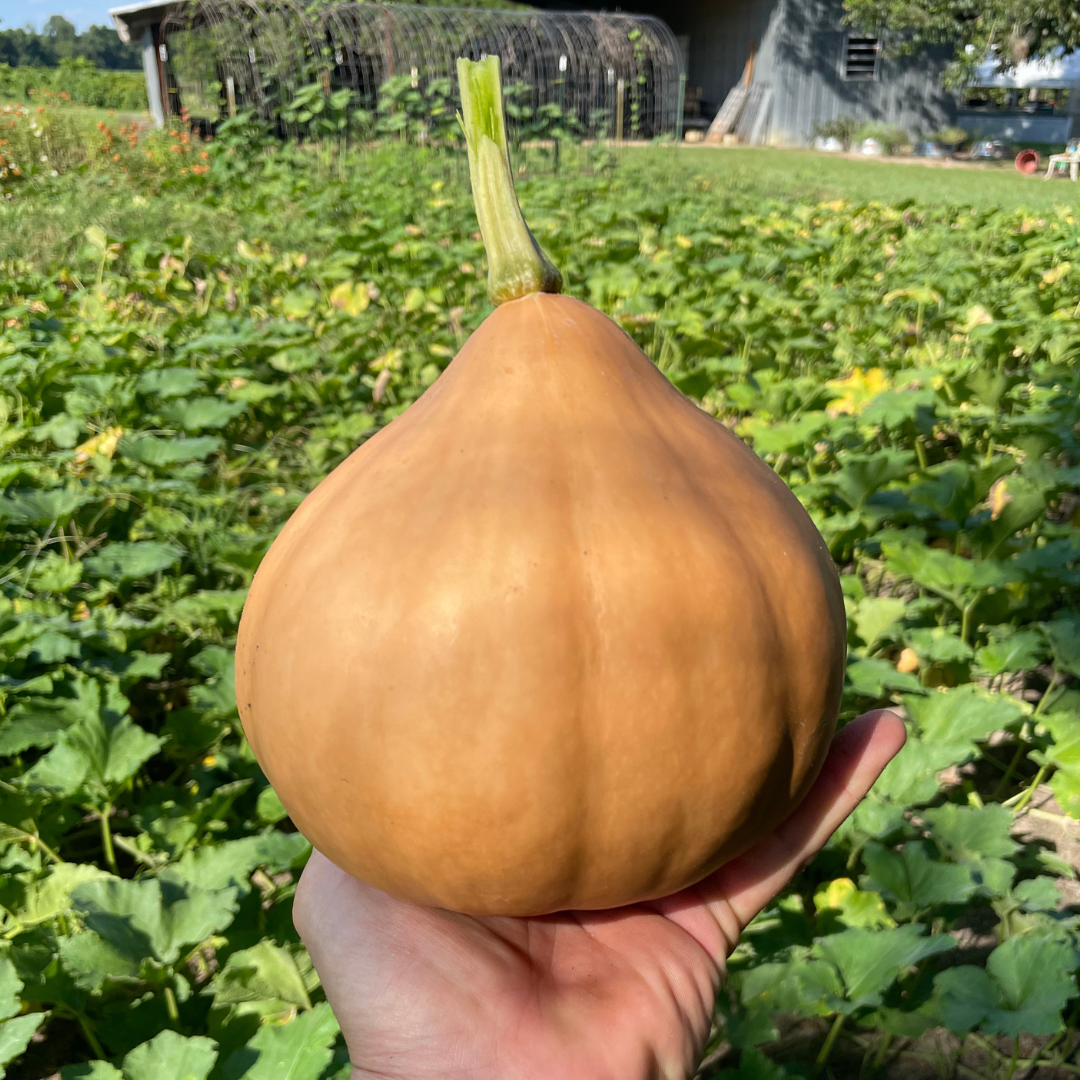 pumpkin seeds for planting for sale Seminole Pumpkin Seed | Squash Vine Borer Resistant