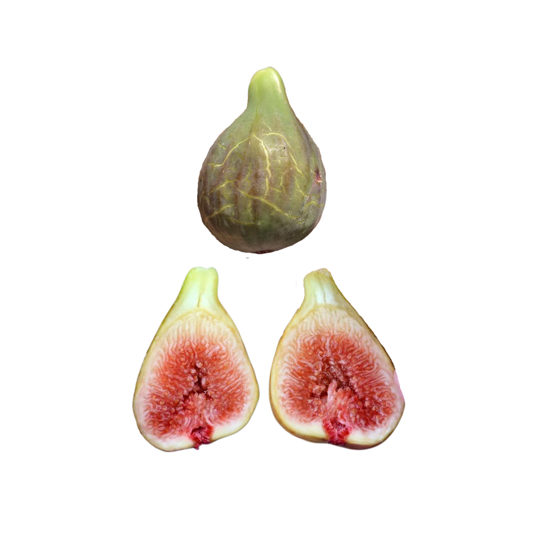Smith Fig Tree | Exquisite, Berry Flavored Figs | Lazy Dog Farm